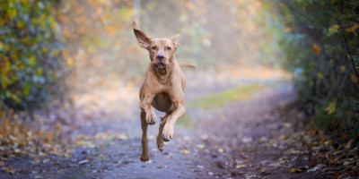 Urteil: Passanten dürfen frei laufenden Hund abwehren Urteil: Passanten dürfen frei laufenden Hund abwehren