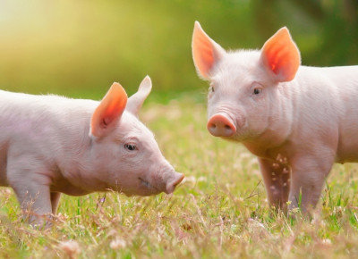 Tierrechte sind mit Menschenrechten nicht vergleichbar Tierrechte sind mit Menschenrechten nicht vergleichbar