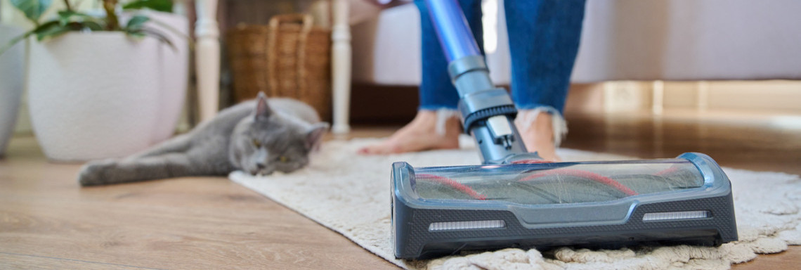 Staubsauger Teppich Katze