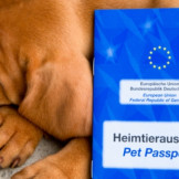 Reisen mit Hund: Neuer EU-Heimtierausweis im Ausland wichtig
