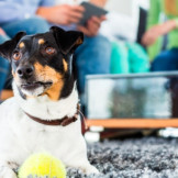 Ruhestörung: Kann Hundegebell Mietminderung bewirken?