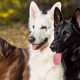 Hundesteuer: ein brauner, ein weißer und ein schwarzer Hund.