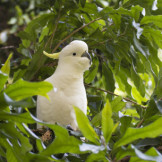 Trotz Lärmbelästigung: Frau darf neun Papageien halten. Ein weißer Kakadu sitzt zwischen grünen Blättern.