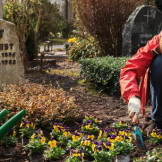 Grabpflege: Diese Pflichten gelten für Erben. Eine Frau pflanzt Stiefmütterchen auf ein Grab.