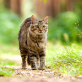 Urteil: Kein Aufwendungsersatz für Streunerkatzen-Pflege. Eine braun-gestreifte Katze läuft auf einem kleinen Weg.