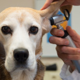 Grober Behandlungsfehler: Tierarzt trägt Beweislast. Ein Tierarzt guckt einem Hund mit einer Lupe ins Ohr.