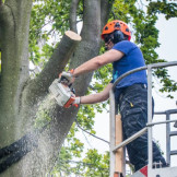 Verkehrssicherungspflicht für Bäume: Wer haftet bei Schäden? Ein Mann mit Helm steht auf einer Hebebühne und sägt mit einer Kettensäge einen Ast von einem Baum ab.