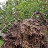 Baumwurzeln auf Nachbargrundstück beschädigt: Wer haftet? Die Wurzel eines großen umgestürzten Baumes.