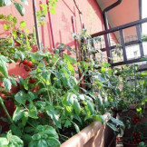 Tomatenpflanzen auf einem Balkon