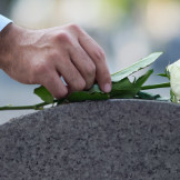 Hand legt weiße Rose auf Grabstein