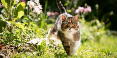 Getigerte Katze schleicht durch Garten
