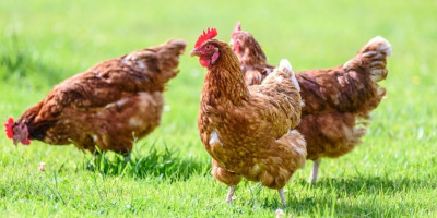 Hühner im Garten halten: Was ist erlaubt und was muss man beachten?