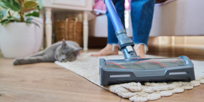 Staubsauger Teppich Katze