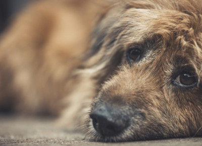 Trennung und Hausrat: Wer bekommt den Hund? Trennung und Hausrat: Wer bekommt den Hund?