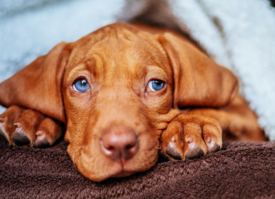 Vermieter verbietet Hund – Gericht gibt Mietern recht Vermieter verbietet Hund – Gericht gibt Mietern recht