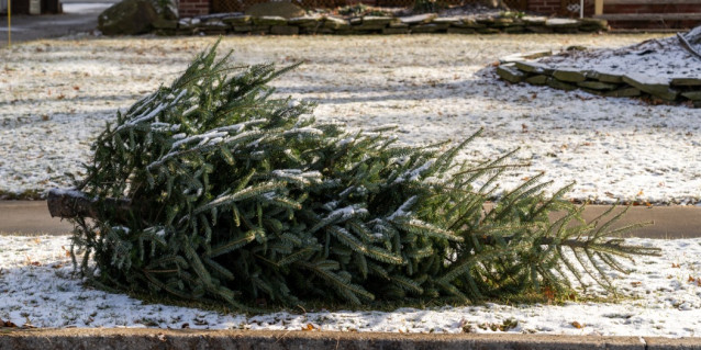 Weihnachtsbaum entsorgen: So geht's ohne rechtlichen Ärger