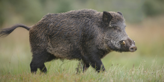 Wildschwein läuft über eine Wiese