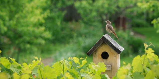 Vögel füttern: Das ist im Garten und auf dem Balkon erlaubt