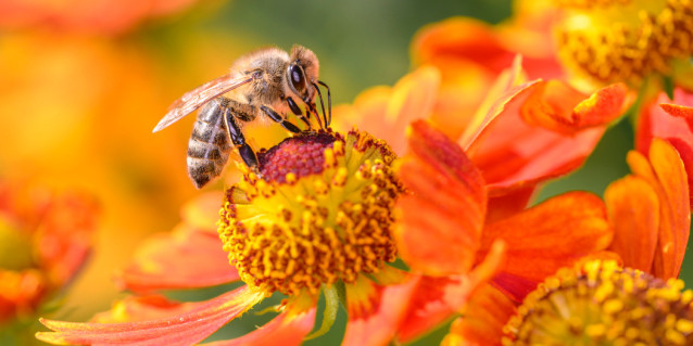 Bienen im Garten halten: Was ist erlaubt?