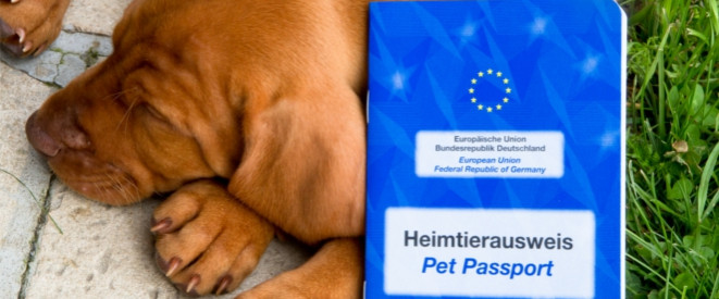 Reisen mit Hund: Neuer EU-Heimtierausweis im Ausland wichtig