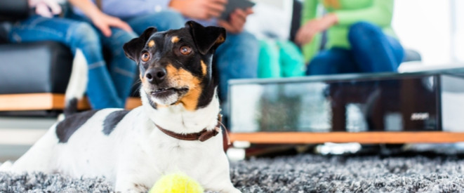 Ruhestörung: Kann Hundegebell Mietminderung bewirken?