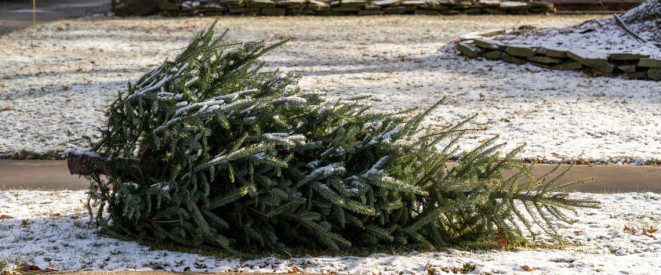 Weihnachtsbaum entsorgen: So geht's ohne rechtlichen Ärger
