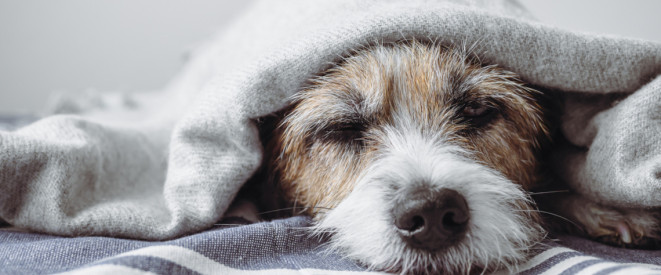 Hund aus dem Ausland mitbringen: Das musst du beachten