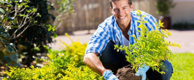 junger Mann im Garten beim Umpflanzen