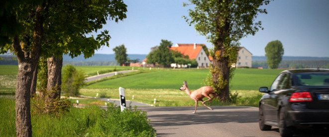 Reh läuft vor einem Auto über Landstraße