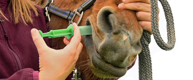 Pferd bekommt eine Schluckimpfung