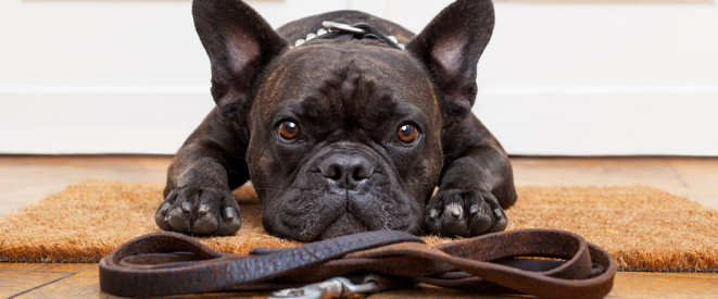 Gibt es eine Leinenpflicht für Hunde?