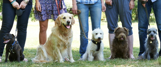 Hundeschule: fünf Hunde sitzen vor ihren Herrchen und Frauchen