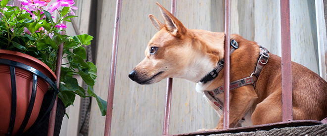 Chihuahua Hund blickt durch das Gitte eines Balkons