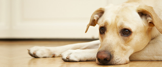 Labrador liegt auf Holzfußboden