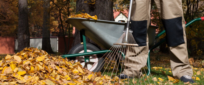 Gärtner steht mit Rechen neben einem herbstlichen Blätterhaufen und einer Schubkarre