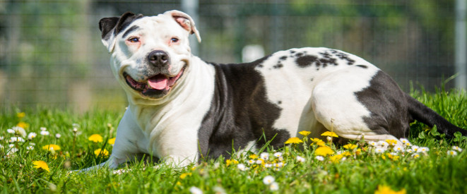 Staffordshire-Terrier auf blühender Wiese