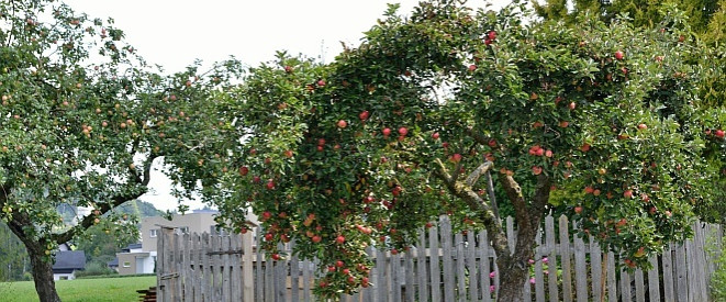 Überhängende Äste vom Nachbarn: Apfelbäume vor Gartenzaun aus Holz