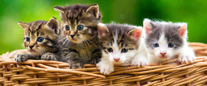 Babykatzen im Körbchen - 18 Katzen in Mietwohnung führen zu fristloser Kündigung