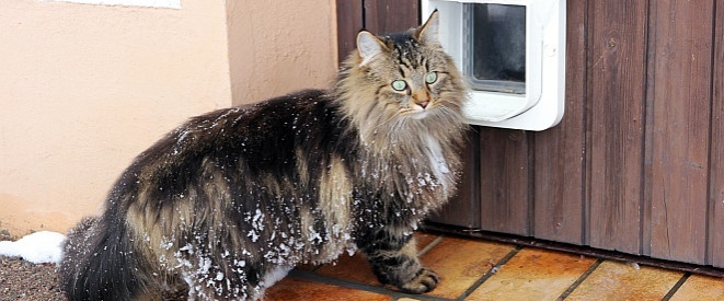 Katzenklappe einbauen: In der Mietwohnung erlaubt?