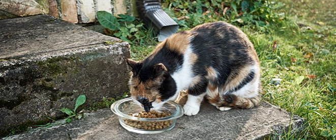 Trinkende Katze - Haustierpflege von der Steuer absetzen: Das ist möglich