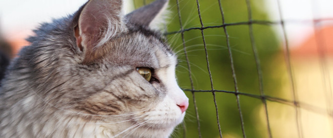 Urteil: Mieter muss Katzennetz von Balkon entfernen