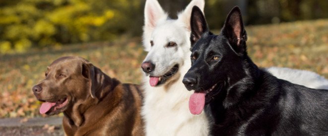 Hundesteuer: ein brauner, ein weißer und ein schwarzer Hund.