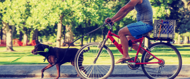 Fahrradfahren mit Hund: So sind Sie sicher unterwegs. Auf Mann fährt auf einem roten Fahrrad und führt dabei einen großen Hund an der Leine.