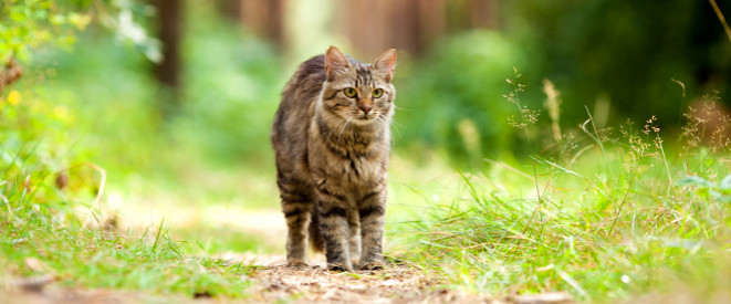 Urteil: Kein Aufwendungsersatz für Streunerkatzen-Pflege. Eine braun-gestreifte Katze läuft auf einem kleinen Weg.