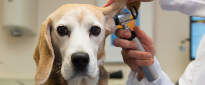 Grober Behandlungsfehler: Tierarzt trägt Beweislast. Ein Tierarzt guckt einem Hund mit einer Lupe ins Ohr.