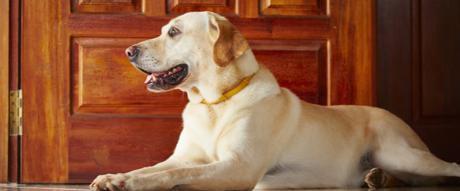 Urteil: Hundehaltungsverbot unwirksam – Hund darf bleiben. Ein Golden Retriever liegt vor einer braunen Holztür.