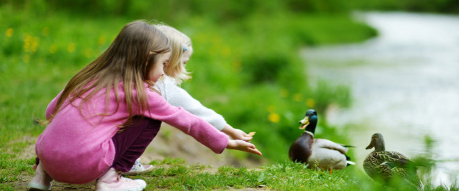 Enten füttern: Verboten oder erlaubt? Zwei kleine Mädchen füttern ein Entenpärchen am Ufer eines Gewässers.