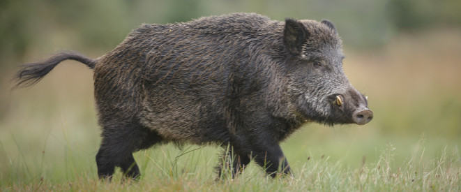 Wildschweine im Garten: Wer zahlt den Wildschaden? EIn Wildschwein auf einer Wiese.