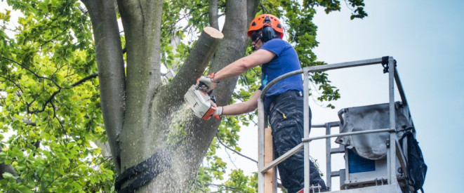 Verkehrssicherungspflicht für Bäume: Wer haftet bei Schäden? Ein Mann mit Helm steht auf einer Hebebühne und sägt mit einer Kettensäge einen Ast von einem Baum ab.