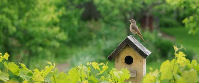 Vögel füttern: Das ist im Garten und auf dem Balkon erlaubt